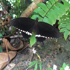 Papilio polytes cyrus