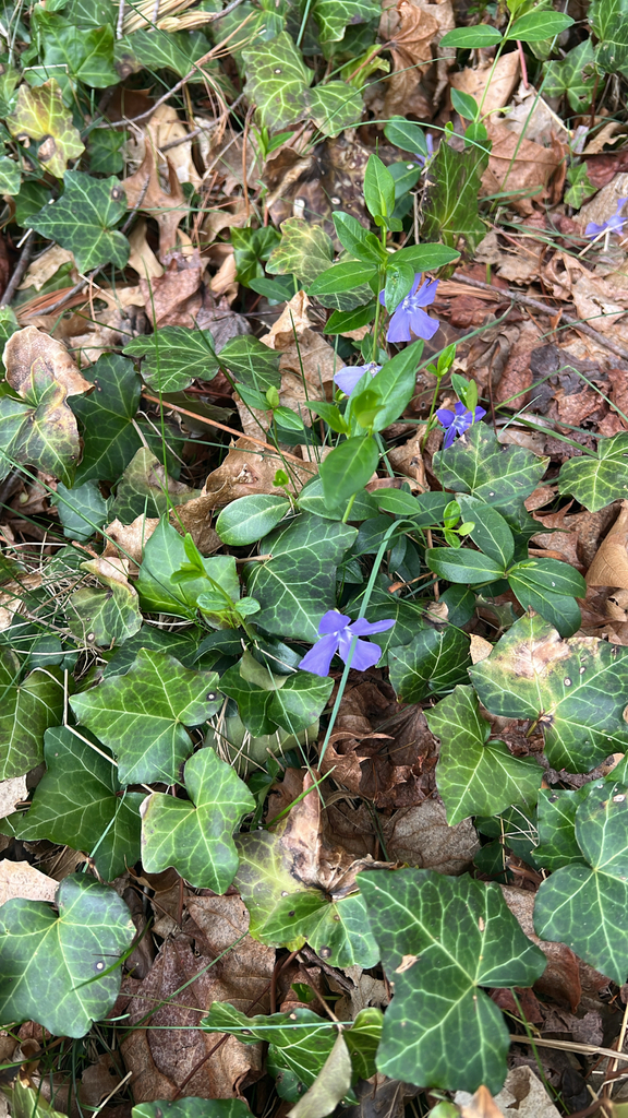 lesser periwinkle