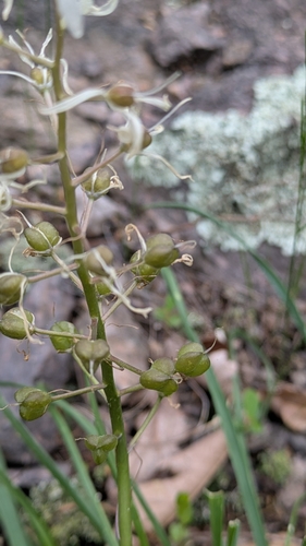 Image of Camassia scilloides by (c) nina fogel, some rights reserved (CC BY)