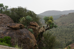 Cussonia paniculata paniculata