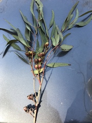 Eucalyptus sideroxylon