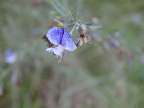 Flashy Fountainbush (Psoralea speciosa)