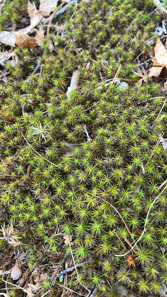 haircap mosses