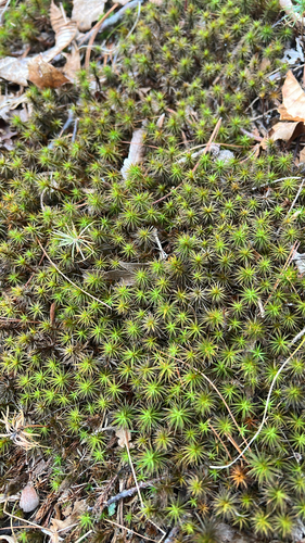 haircap mosses