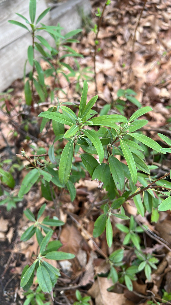 sheep laurel