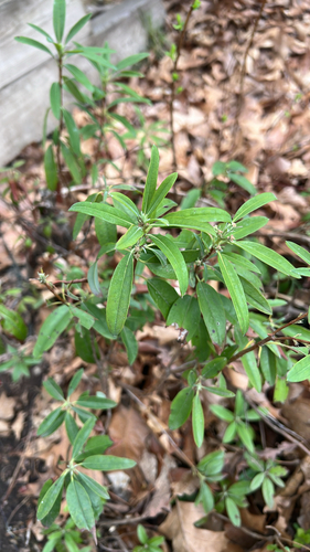 sheep laurel