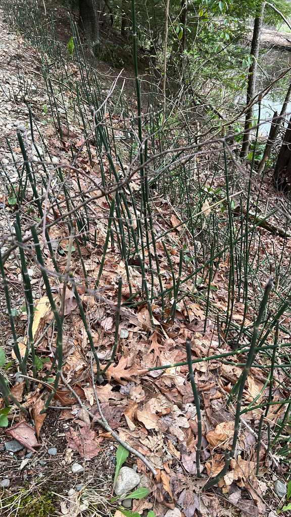 rough horsetail
