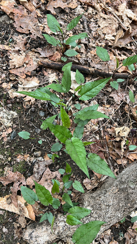 White Wood Aster