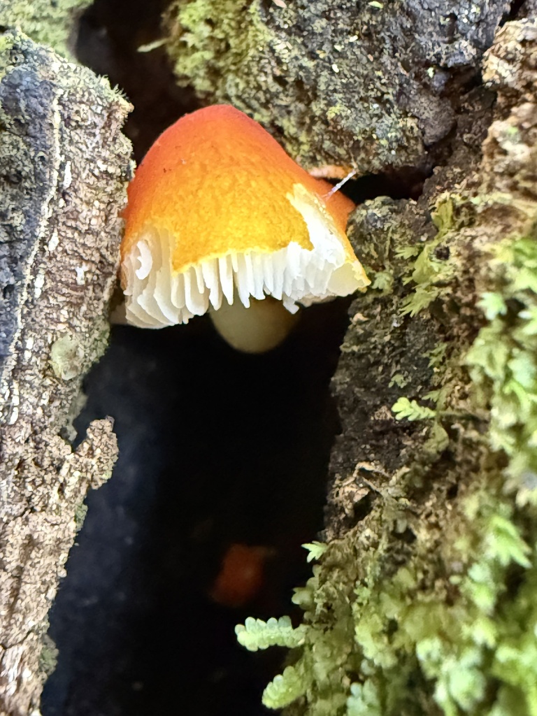 Pluteus aurantiorugosus · April 2025 · photo: © lizid (iNaturalist, cc-by)