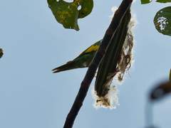 Brotogeris versicolurus