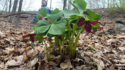 red trillium