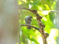 Thamnophilus amazonicus