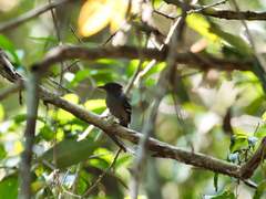 Thamnophilus amazonicus