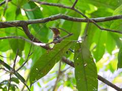 Thamnophilus amazonicus