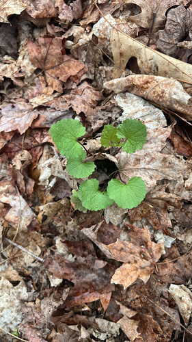 garlic mustard