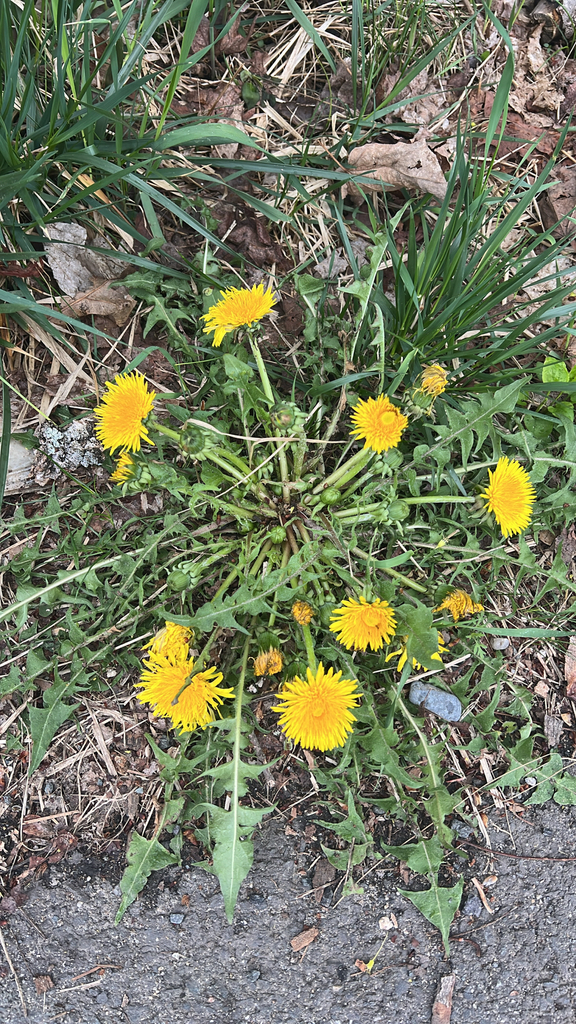 common dandelion