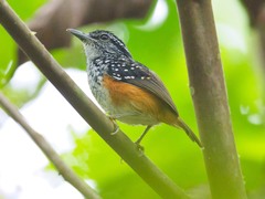 Hypocnemis peruviana