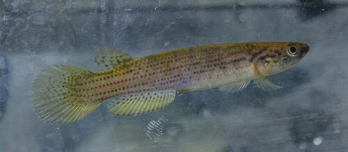 Fire rivulus (Anablepsoides igneus) — Rivulidae — 3