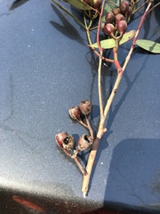 Eucalyptus sideroxylon