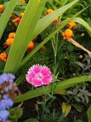 Dianthus