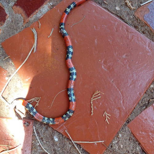 Uruguayan Coralsnake