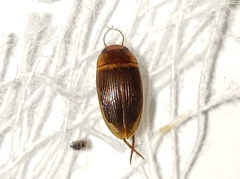 Copelatus caelatipennis
