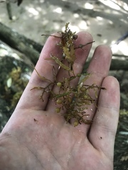 Sargassum natans