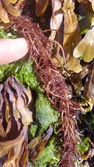 Cumagloia andersonii
