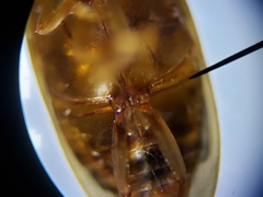 Copelatus caelatipennis