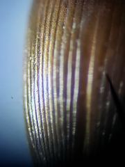 Copelatus caelatipennis