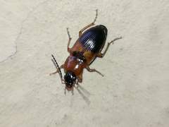 Stenolophus teutonus