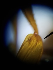 Copelatus caelatipennis
