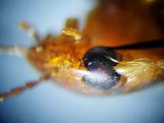 Copelatus caelatipennis