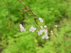 Boerhavia xantii