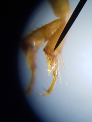 Copelatus caelatipennis