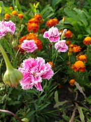 Dianthus