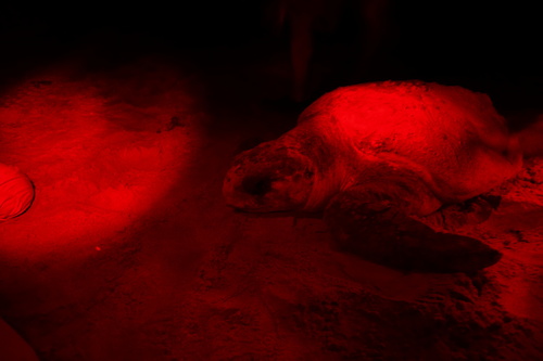 Loggerhead Sea Turtle photographed in Georgia