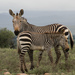 Cape Mountain Zebra - Photo (c) Richard Gill, some rights reserved (CC BY-NC), uploaded by Richard Gill
