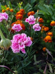 Dianthus