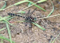 Stylurus scudderi