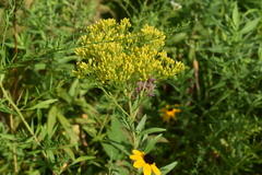 Solidago ohioensis