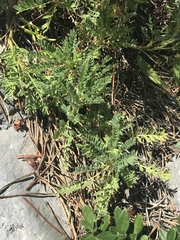 Astragalus sempervirens