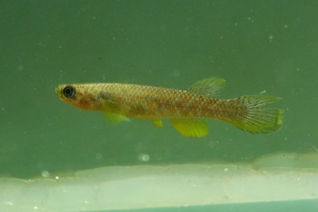 Agila killifish (Laimosemion agilae) — Rivulidae