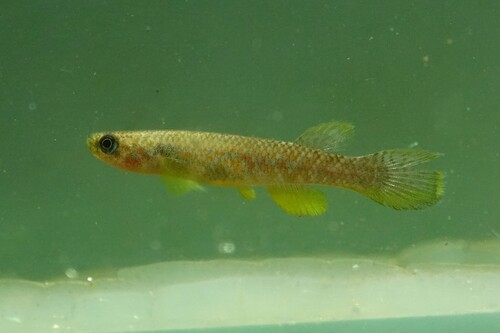Agila killifish (Laimosemion agilae) — Rivulidae