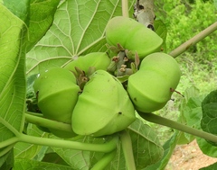 Jatropha peltata