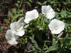 Calystegia occidentalis