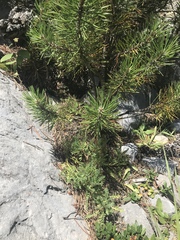 Astragalus sempervirens
