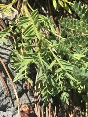 Astragalus sempervirens