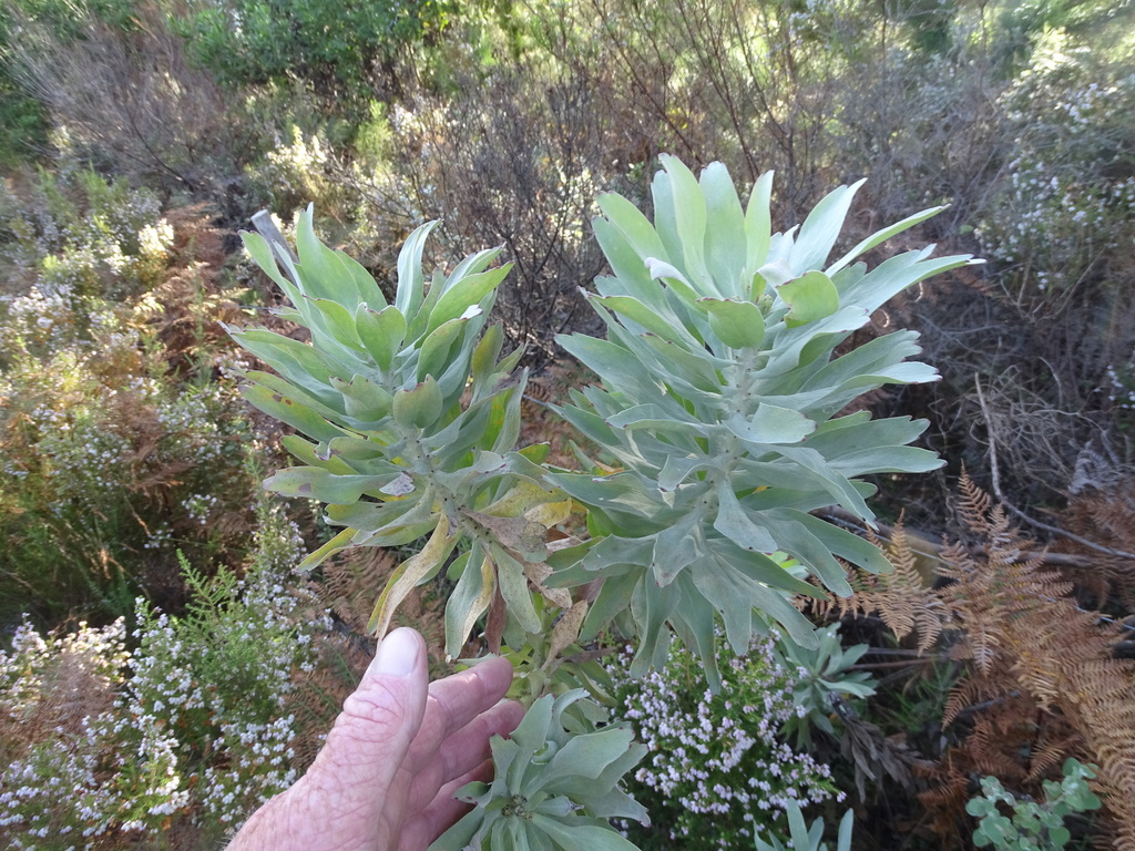 Leucospermum formosum; photograph (c) Shaun Swanepoel, some rights reserved (CC BY)