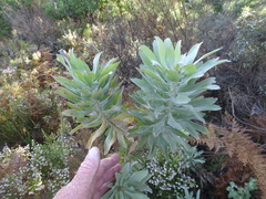 Leucospermum formosum